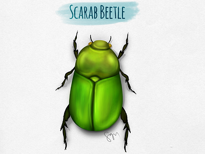 Scarab Beetle beetle bug insect scarab