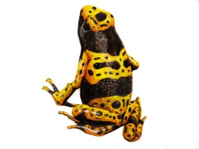 Frog alejandro figueroa chile illustration nature