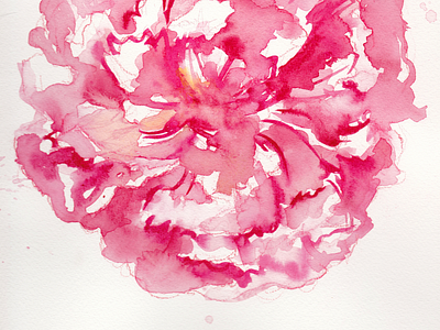 peony practice bloom floral garden growing painting peony pink red watercolor