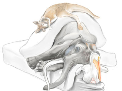 Shhh... animals clientwork elephant illustration watercolor