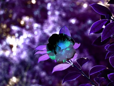 Black Lotus custom filter digital art nature