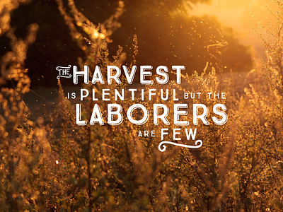 Plentiful Harvest Typography graphic design harvest illustration laborers matthew 9:37 plentiful prayer reaping scripture sowing typography wheat