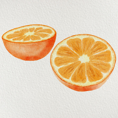 watercolor orange drawing illustration orange procreate watercolor