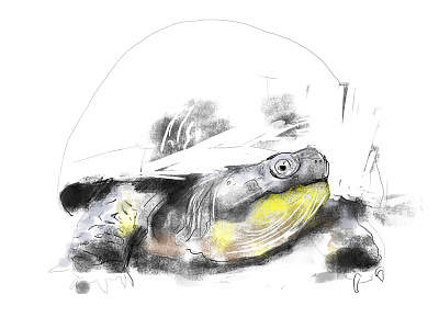 Turtle Sketch blanding brushes photoshop sketch turtle