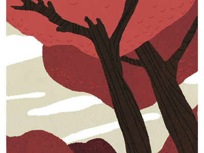 redwood