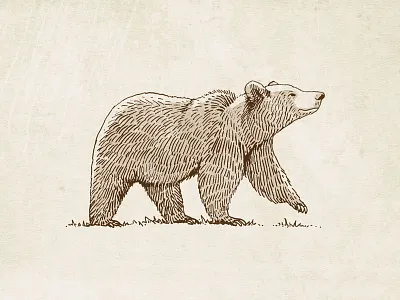 Grizzly Bear Illustration animal bear drawing illustration paper texture