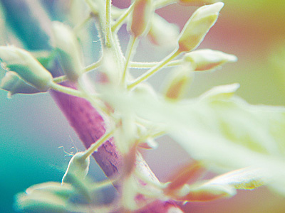 Fantasy Plants bright color fantasy hue leavs macro photography plants rainbow real shades sharp