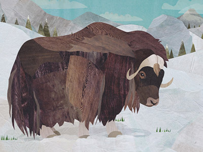 Musk Ox collage digital musk ox nature wildlife