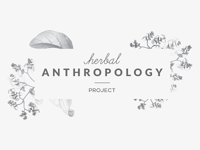 Herbal Anthropology Project - Concept branding clean concept identity illustration logo modern