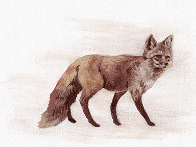 Fox animals illustration oil