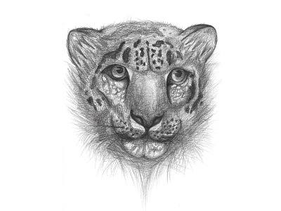 Snow Leopard from 2012 illustration pencil realism sax