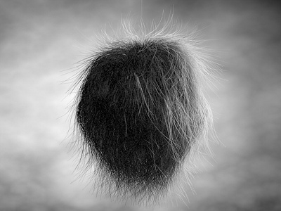 Hairball c4d c4d