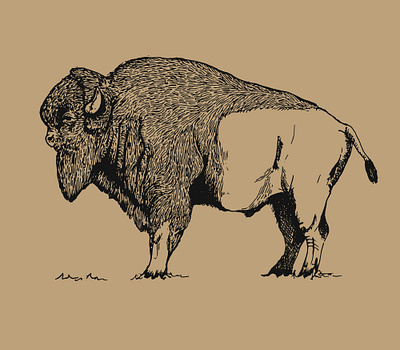 Hand Drawing of Bison character design design digital drawing hand drawing illustration vector