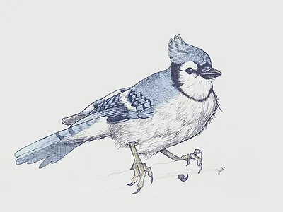 Blue jay bird blue blue jay drawing illustration