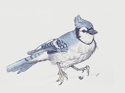 Blue jay bird blue blue jay drawing illustration