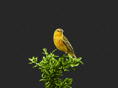 Bird bird bright illustration