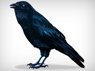 crow animal bird bkopf crow illustration raven