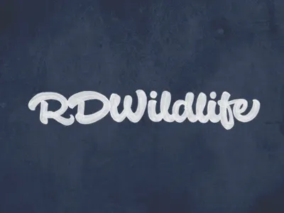 RD Wildlife 02 brush brushpen calligraphy custom fabercastell joluvian lettering liife tombow type wild