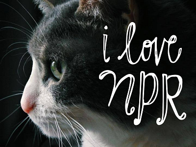 WKSU Fund-Drive "Why Pets Love NPR" cat hand drawn lettering non profit photography public radio