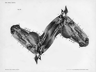 Horse illustration