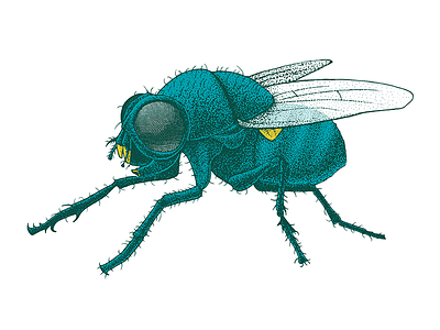 Fly illustration fly illustration ink insect pen stippling