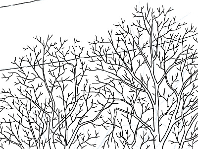 November Trees illustration line trees