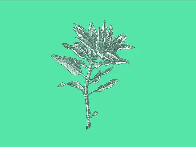 Sage cleanse energy illustration meditation sage smudge