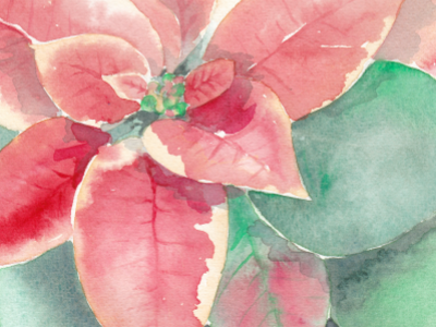 poinsettia floral flower holiday painting poinsettia tistheseason watercolor