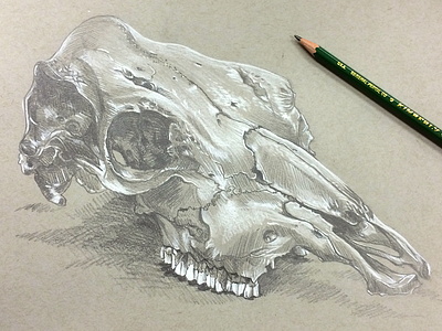 Cowskull conte pencil toned paper