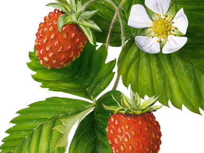 Strawberry berries food plant strawberry