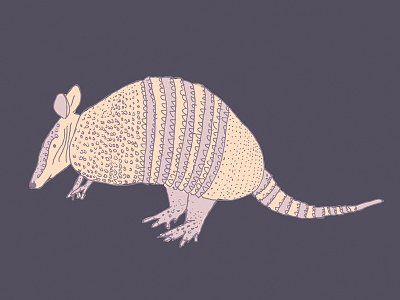 Armadillo armadillo sketch