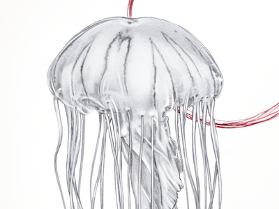 Personal piece - Jellyfish drawing illustration jellyfish scientific illustration