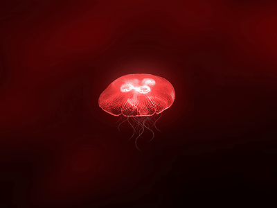 Red Jellyfish