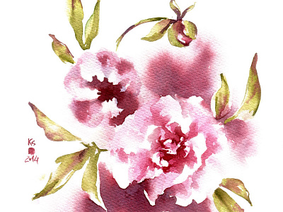 Peonies botany buds flora flowers nature peonies watercolor