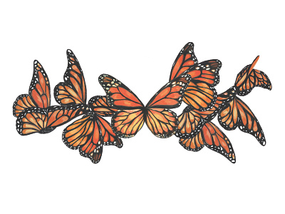 Monarchs boutique butterfly hotel illustration insect menagerie monarch painting