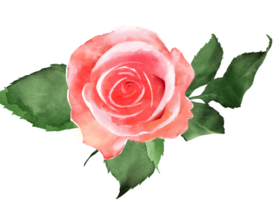 Rose flower rose watercolor