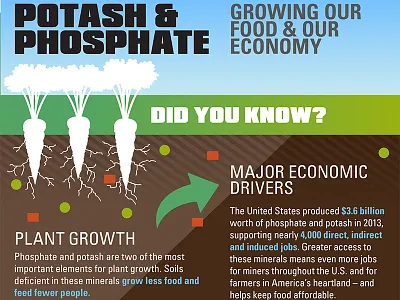 Potash & Phosphate Infographic infographic