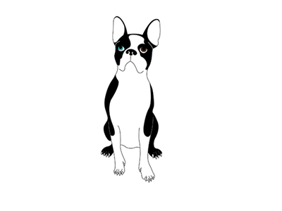 Brody boston terrier brentdesigns