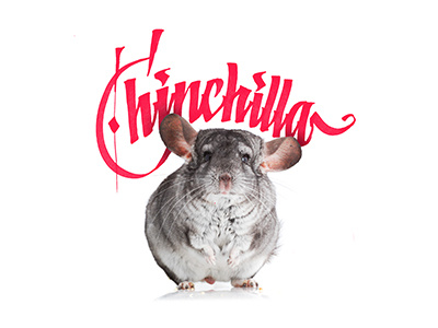 Chinchilla calligraphy chinchilla lettering