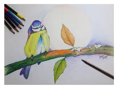 Bird Drawing art color drawing graphic pencil sketch