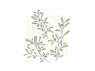 Olive branch leaf olive tree