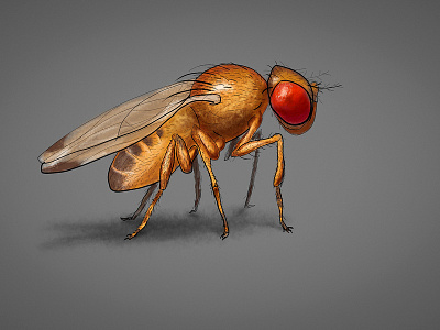 Little one digital painting diptera drawing drosophila melanogaster illustration painting sketch sketchbook sraw wacom