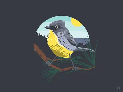 Kirtland's Warbler adobe draw illustration vector vector illustration