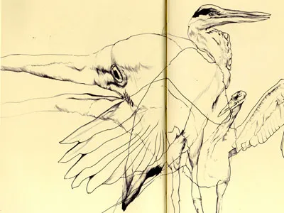 great blue heron bestiary blue drawing great heron