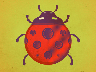 Ladybug bug critter insect ladybird ladybug spring summer