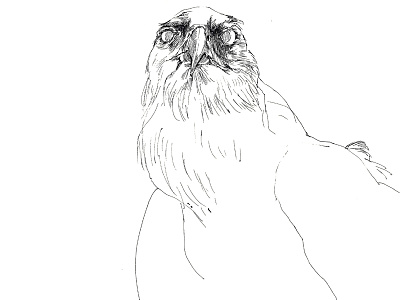 Derpy Golden Eagle animal bird derp eagle hawk illustration ink raptor