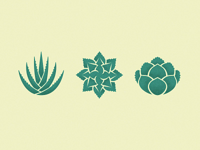 Succulents cacti illustration succulent vector