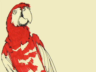 Coney Island Macaw animal bird illustration ink macaw parrot red sharpie sketchbook