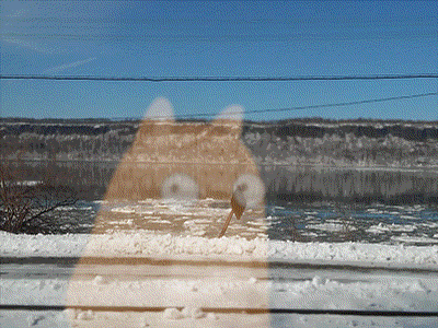 On the way animal animation cat gif landscape loop teodor train