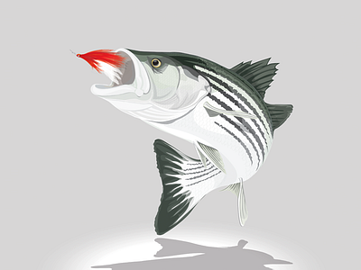 Striped Bass fish illustration